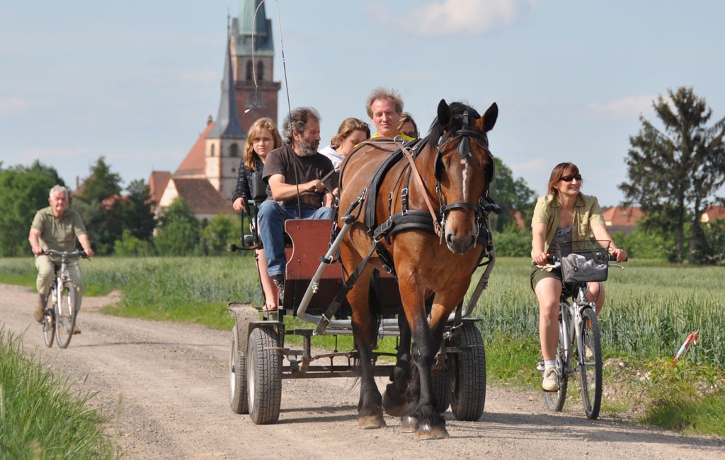 La calèche du Rittweg vous promène dans une Calèche bachée en Alsace