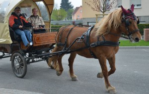 Naya, la jument comtoise